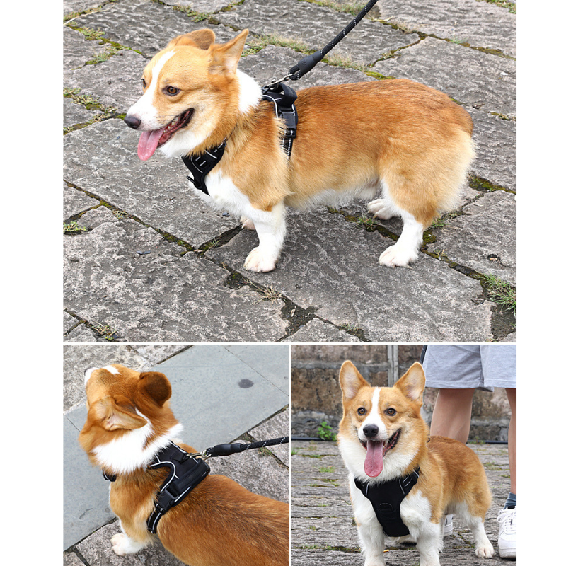 Reflective And Breathable Pet Harness