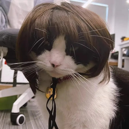 Cute Pet Wig Costume