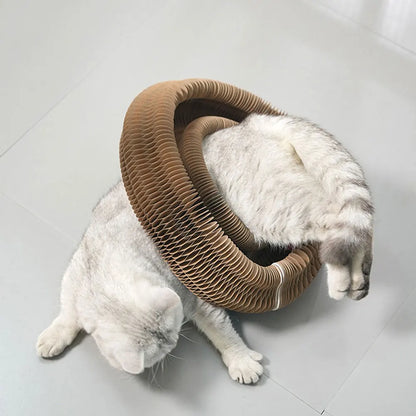 Magic Organ Scratching Toy