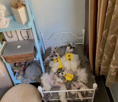 Luxury Steel Frame Pet Beds