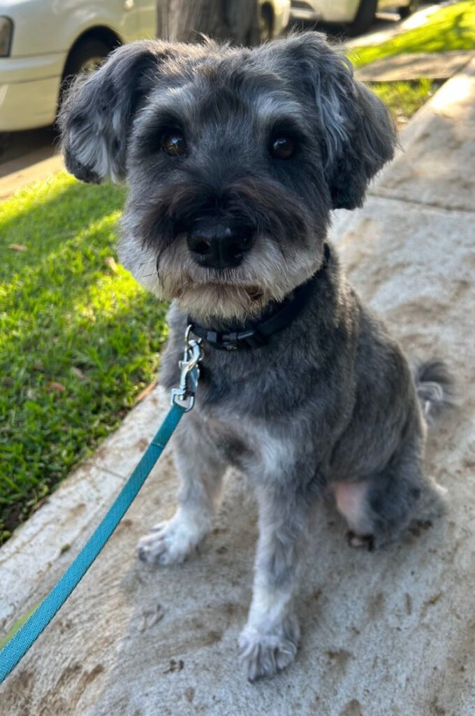 buy-online-furnomenal-pets-sydey-perth-melbourne-brisbane-australia-wide