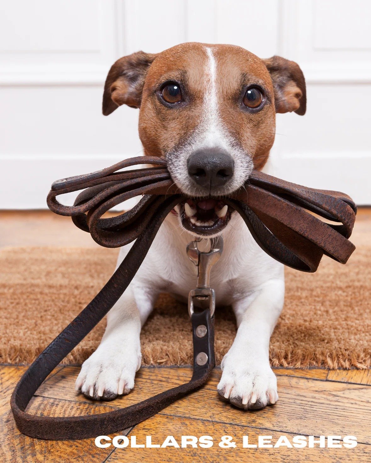 dog-collars-dog-collar-furnomenal-pets-australia