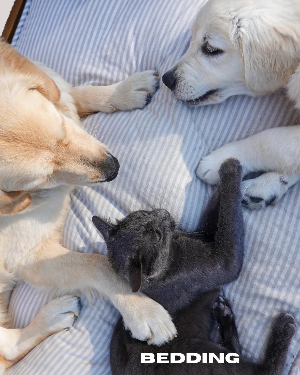 dog-bed-cat-bed-larg-pet-bed-furnomenal-pets-australia