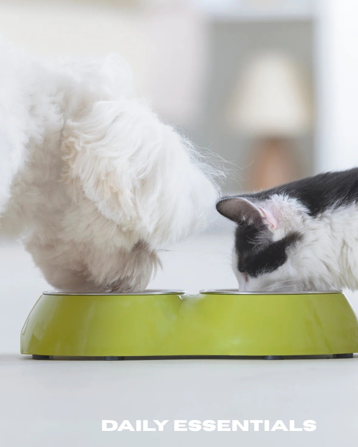 pet-water-bowl-pet-feeder-pet-store-near-me