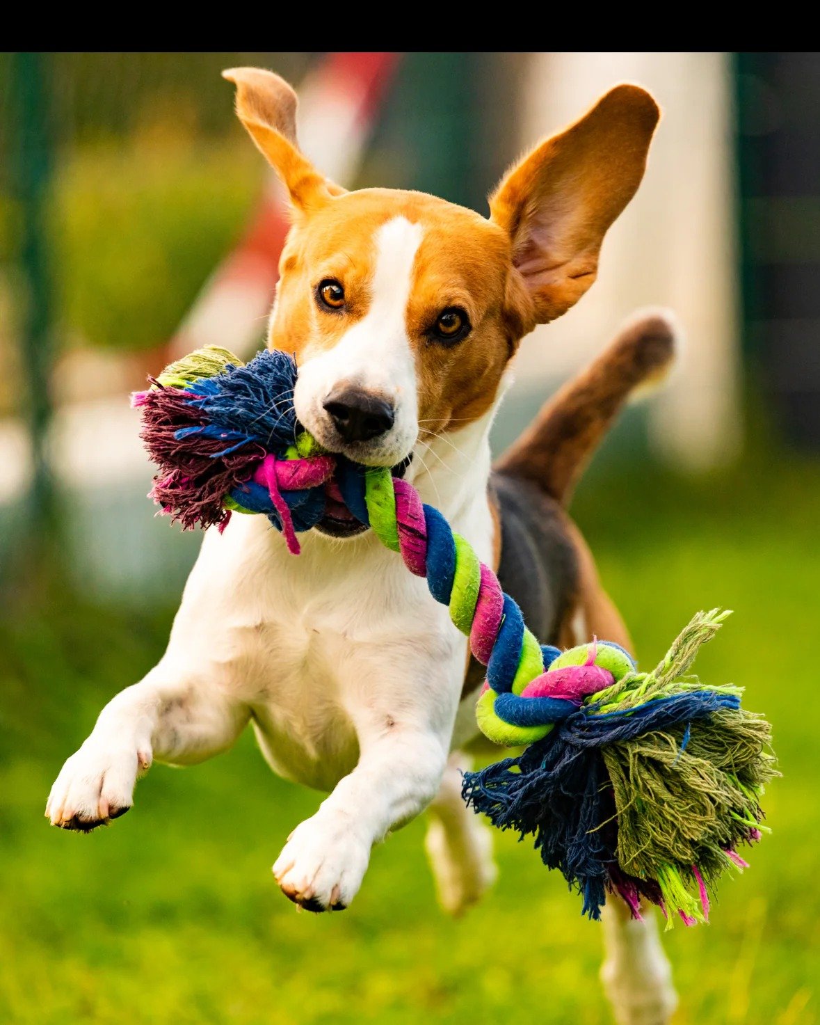 pet-cat-toy-dog-toy-furnomenal-pets-australia