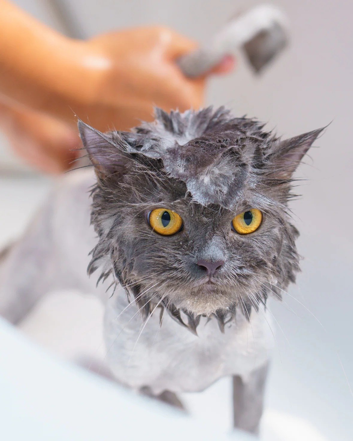 dog-grooming-cat-grooming-furnomenal-pets-sydney-australia